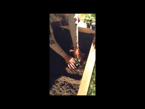 Dymon Taylor- Horticulturist Mastery