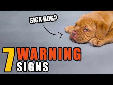 7 Warning Signs Your Dog May Be Sick | Talkin' Dogs List Show