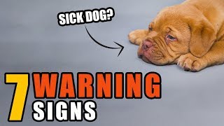 7 Warning Signs Your Dog May Be Sick | Talkin