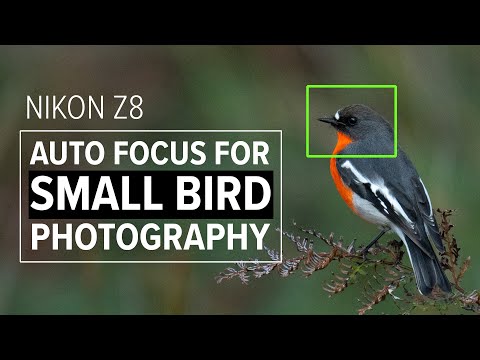 Nikon Z8 Autofokus-Einstellungen für die Fotografie kleiner Vögel | Nikon 180-600 mm f/5-6.3
