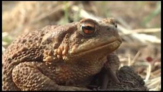 TERMÉSZETVÉDELMI KÖRKÉP 