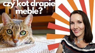 Czy kot drapie meble?