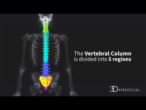 Regions of the Vertebral Column