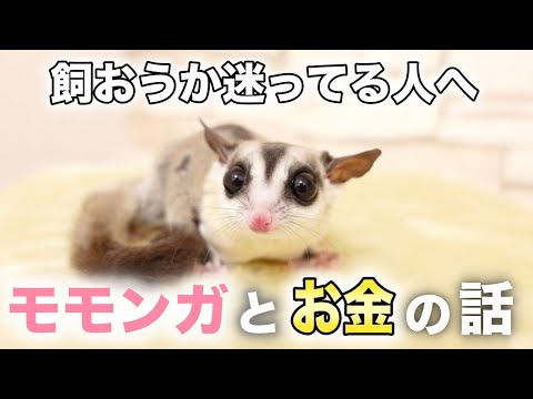 緑内障サブリヌス