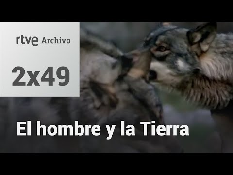 El Hombre y la Tierra El lobo