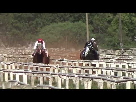 2 ELIMINATORIA  - GP FAMILIA CRUZ 550M  - CARAZINHO  - SAL E PIMENTA