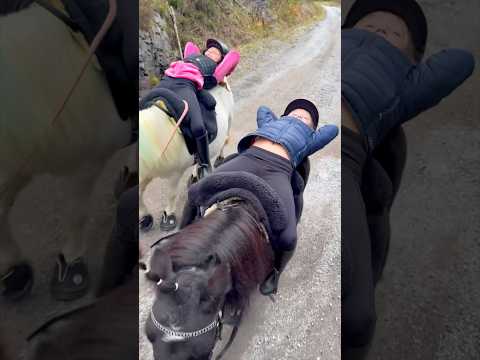 Taking a nap while riding😱😴 #shorts #horse #pony #equestrian