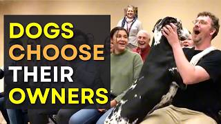 When Dogs Choose Their Humans — Adoption Moments