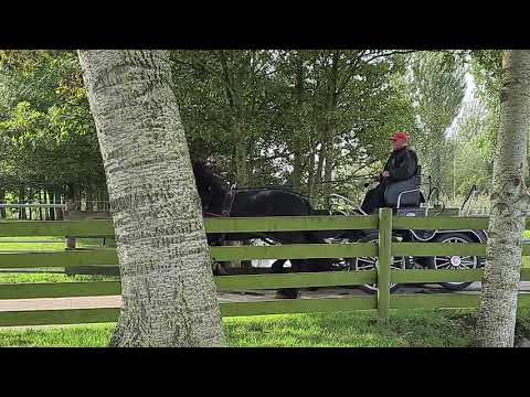 Stal Okkema's Dauwe H en Durk geldings of 2017