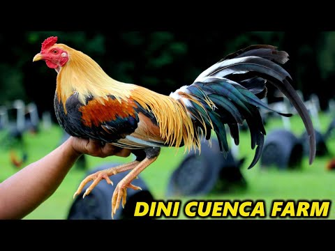 Golden Monkey Sweater Pumpkin Yellow Leg - Dini Cuenca Farm