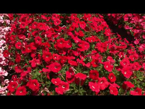 Видео о Петуния Франческа F1, 5 драже, Партнер