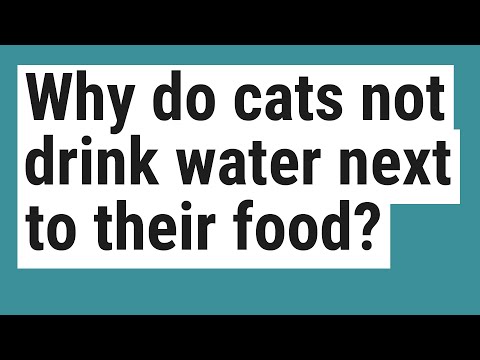 Why do cats not drink water next to their food?