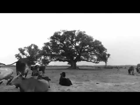 Seenaa Ilmi Oromoo garba ta'ee gurguamee Hindi bulche Dhageeffadhaa👇