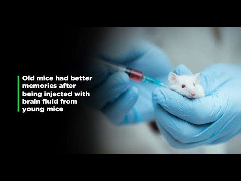Scientists Reverse Ageing In Old Mice Using Brain Fluid From Younger Mice
