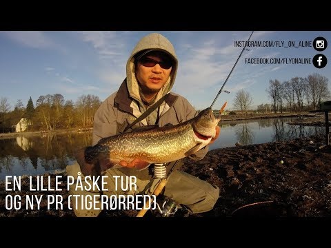 En lille påske tur og ny Pr i Tigerørred 1.5kg