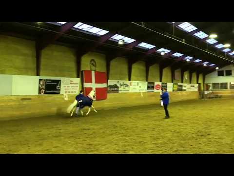 mangold æresrunde DSP