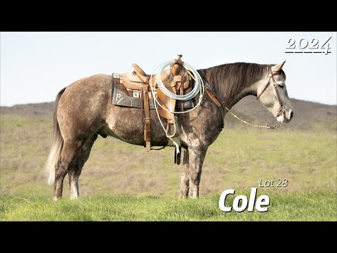 Cole - Lot 28