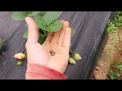 Tip to avoid defoliating caterpillars on strawberry plants.