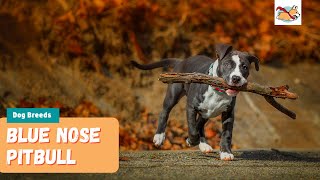 Blue Nose Pitbull: Everything You Need to Know About This Loving Dog!