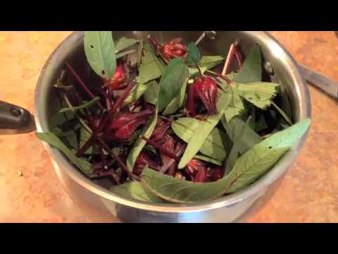 Florida Permaculture Garden How to make Roselle Tea