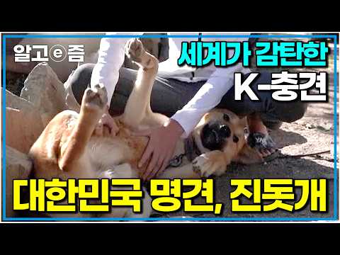 대한민국 국견 진돗개 챔피언을 뽑는다! 전국의 진돗개 중 단 한 마리｜전국 진돗개 선발대회｜빅데이｜알고e즘