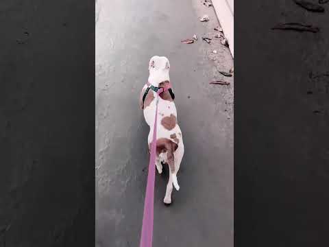 Primeiro treino de canicross, 3km dois correndo e um caminhando. #canicross #apbt #saude