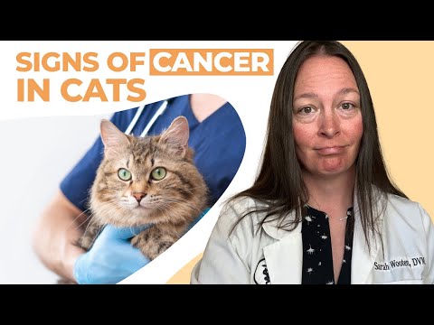 Signs of Cancer in Cats