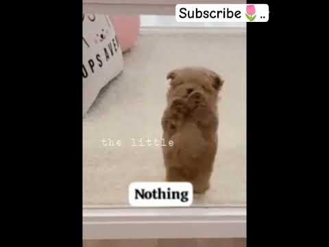 sorry, i couldn't make it properly👉🏻👈🏻.. please like and subscribeeee 💗🫠..#shorts #cutecat #catiess