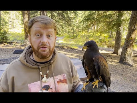 Falconry: Secrets to training a new bird
