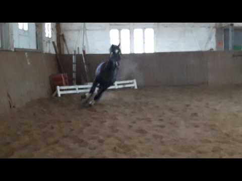 Pre Allaus beim Planentraining