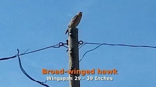 preview picture of video 'Starling Disagrees with a Broad-winged Hawk - Jasonville, Indiana'