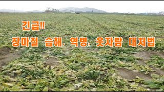 (긴급)장마철 콩포장 이렇게 관리해야 - 습해 역병 웃자람 대처법
