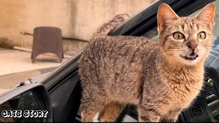Funny and cute moments with cats ! || cute cats || funny kittens || Cats story ✨