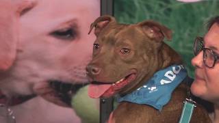 Meet Hopper: WTAP’s Pet of the Week