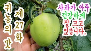 [귀농의 맛]과수원 근황과 홍로사과 현재 상태(풀관리,물관리,착과량관리)