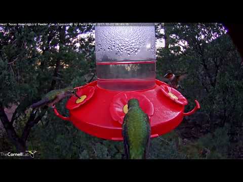 Hummingbird Species Diversity On Early Monday Morning In West Texas – Oct. 2, 2017