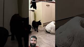 cat's video 🐈#funny #cute #cat