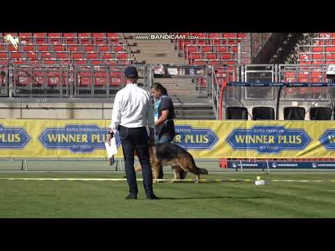 1074 Tobi vom Team Geixenhof & 1086 Gaudi Wolf gang - TSB BSZS-2023