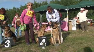 preview picture of video 'Ryazan German Shepherds dog-show Aurum Aglis Vinika HD'