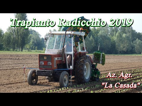 Fiatagri 466 + Sfoggia | Trapianto Radicchio | AZ. AGR. "LA CASADA"