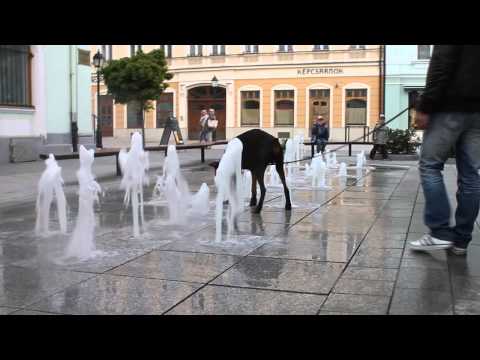 Batwolf Larun Leider van de Roedel 5