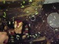 My Banana roach colony great food for