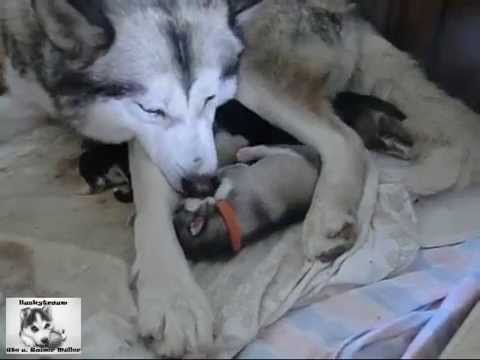 Unser D-Wurf 2014 - 2014-04-13 12:27