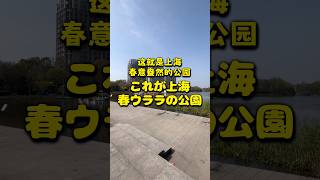 これが上海 春ウララの公園 #上海 #春 #shanghai #spring