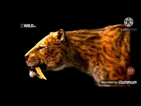 доисторические хищники саблезубый тигр 1 часть