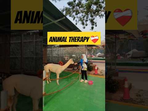 animal therapy at Port Dickson Mini Zoo ❤️‍🩹 #shorts #zoolife #animals #portdickson