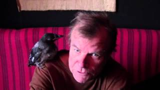 preview picture of video '2 Week Anniversary for Shivie (Shiva-Shakti): injured fledgling Danish Hooded Crow (Gråkrage)'