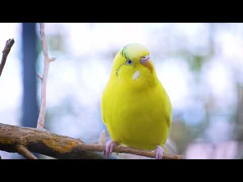 7 Hours of Joy A Compilation of Budgies Playing and Chirping