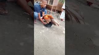 Download lagu ayam kawin mp3