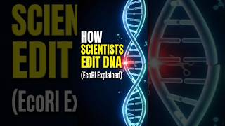 🧬 How does EcoRI cut DNA at exactly the right spot? @Biology_insights1